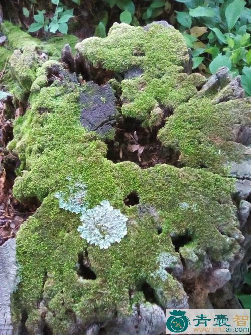 石花草的性状性味归经以及功效用法和注意事项-青囊智