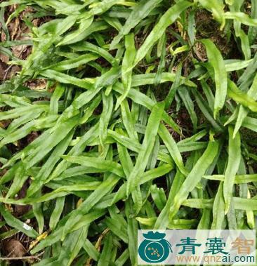 中药材石茶图片