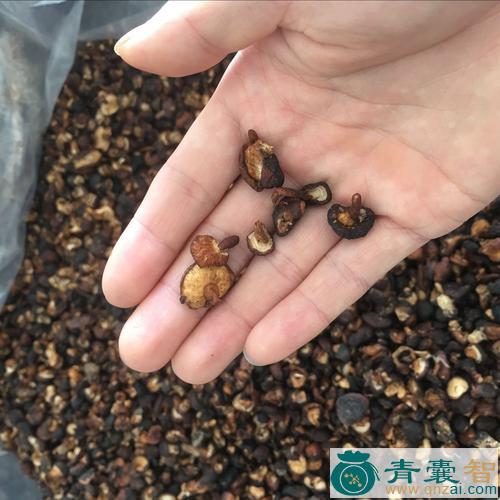 中药材石茹菰图片