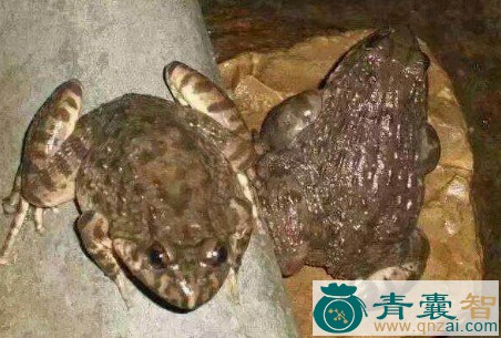 中药材石蚌图片