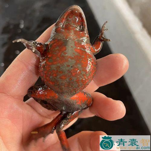 中药材石蛤蟆图片