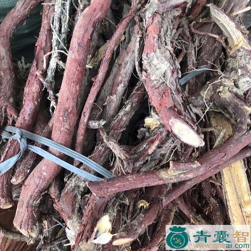 中药材石血图片