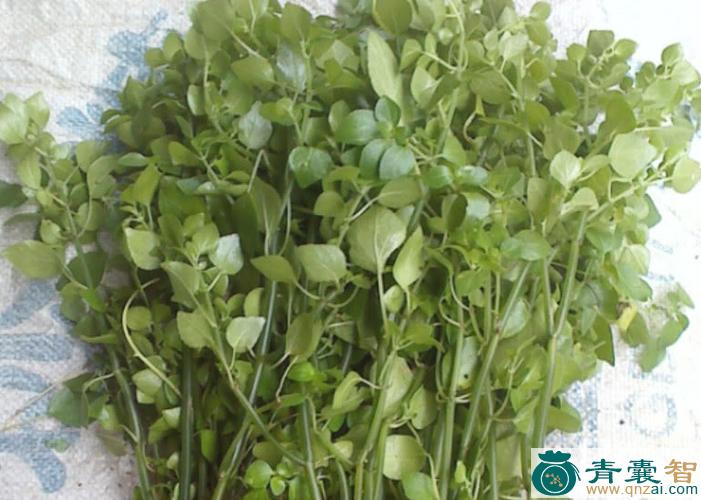 中药材石西洋菜图片