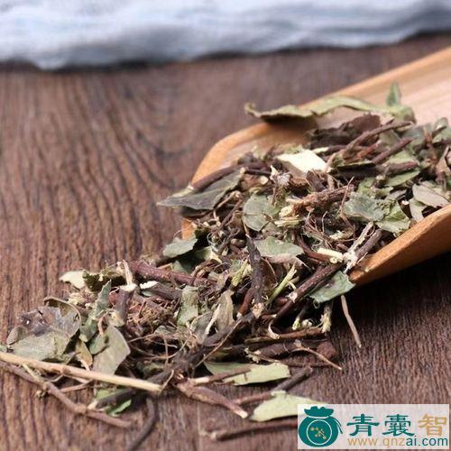 中药材石邦藤图片