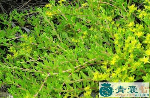 中药材石马菜图片