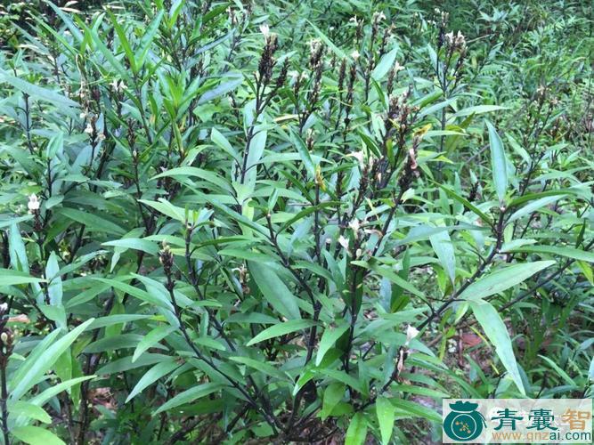 中药材石骨丹图片