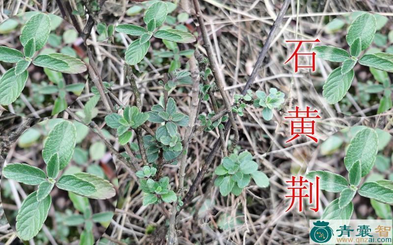 中药材石黄草图片