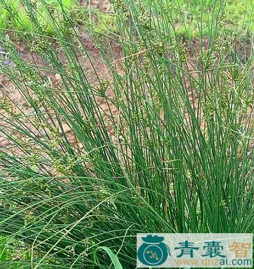 中药材石龙刍图片