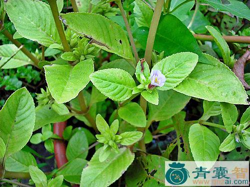 中药材石龙石尾图片