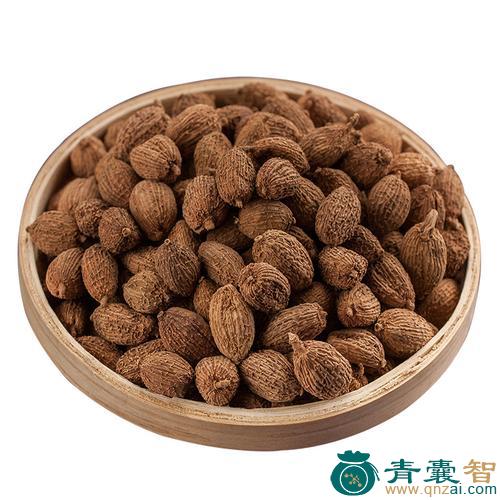 砂仁的性状性味归经以及功效用法和注意事项-青囊智