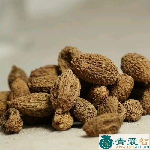 砂仁壳的性状性味归经以及功效用法-青囊智