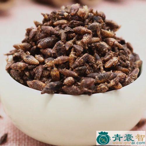 中药材砂牛虫图片
