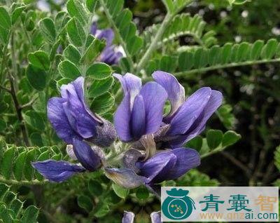 中药材砂生槐图片