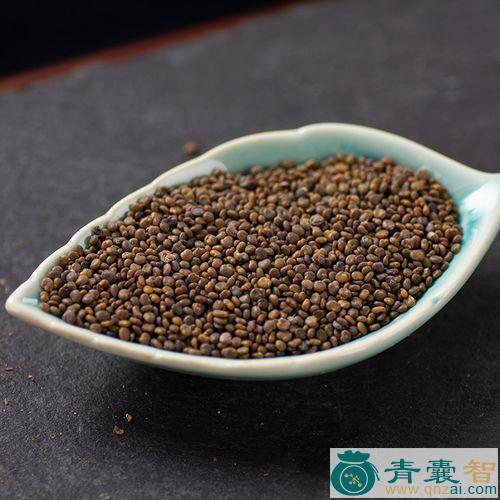 中药材砂药草图片