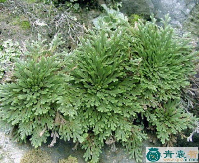 中药材砍不死图片