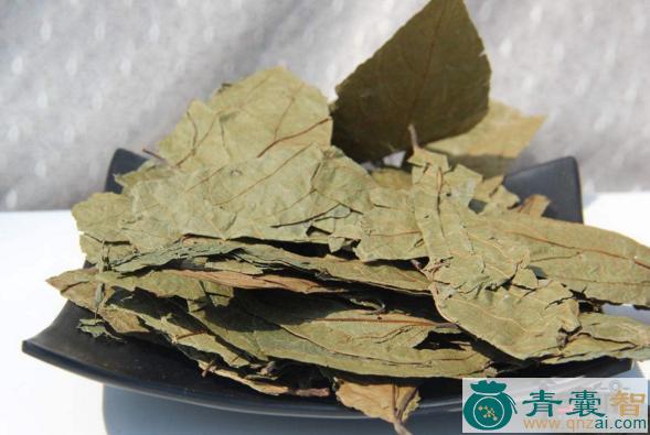 中药材破布子图片