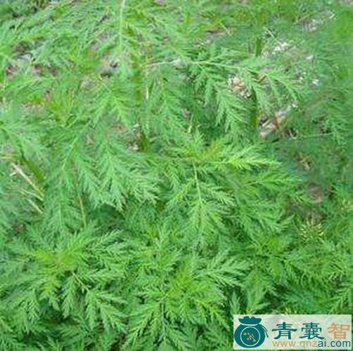 中药材破布艾图片