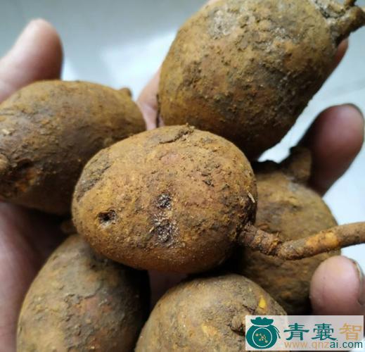 破石珠的性状性味归经以及功效用法和注意事项-青囊智
