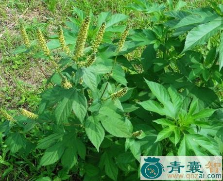 中药材破花絮草图片