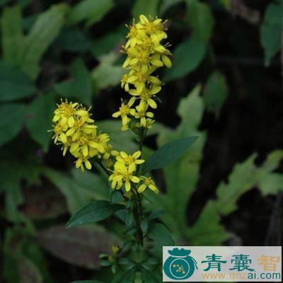 中药材硬枝黄花仔图片