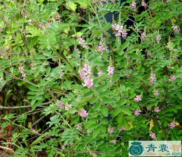 中药材硬毛杭子梢图片