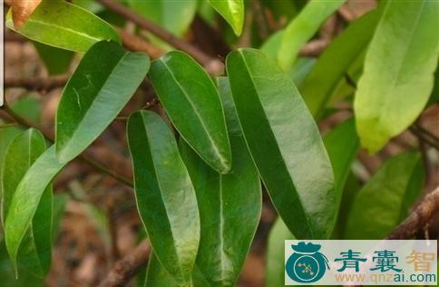 中药材硬筋藤图片