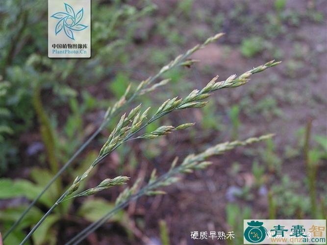 中药材硬质早熟禾图片