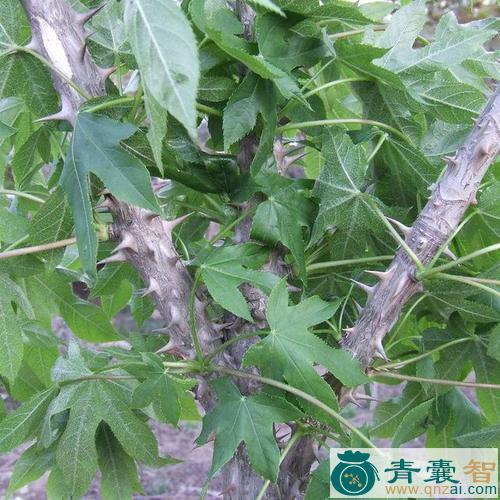 中药材硬钉树图片