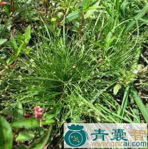 中药材硬飘拂草图片