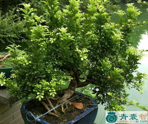 中药材碎米兰图片