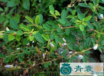 中药材碎米柴图片