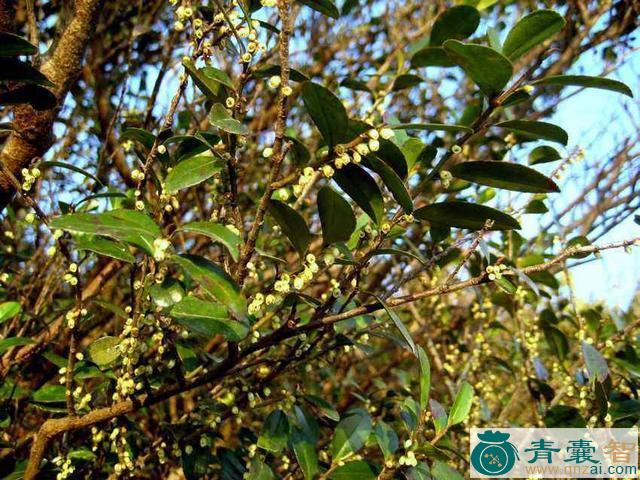 中药材碎米花图片