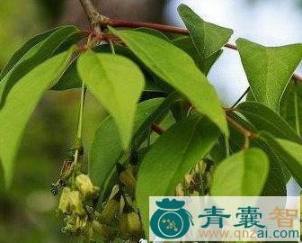 中药材碎骨仔树图片