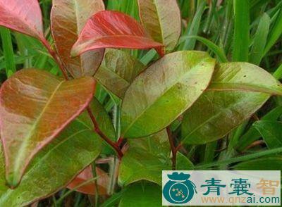 中药材碎骨红图片