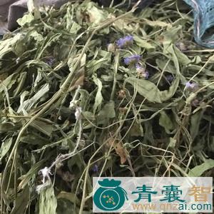 中药材碗盖花图片