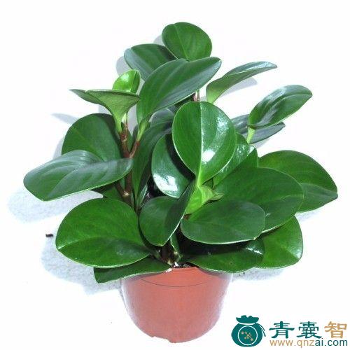中药材碧玉草图片