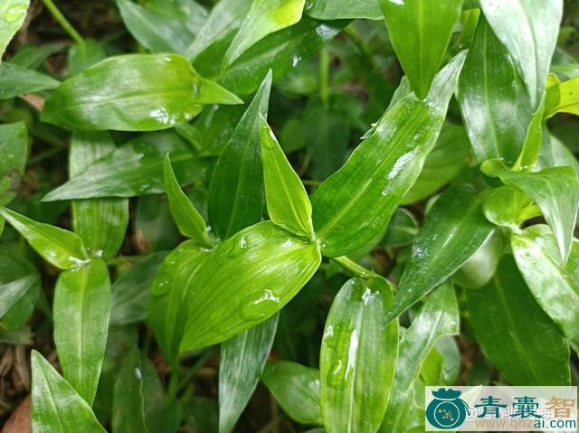 中药材碧竹草图片