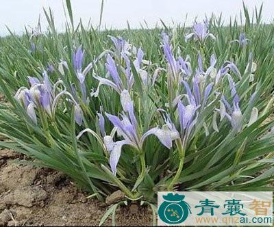 碱地马蔺的性味归经以及功效用法-青囊智