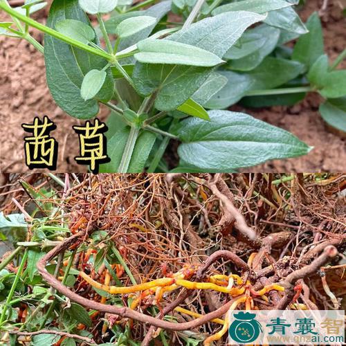 中药材碱草图片