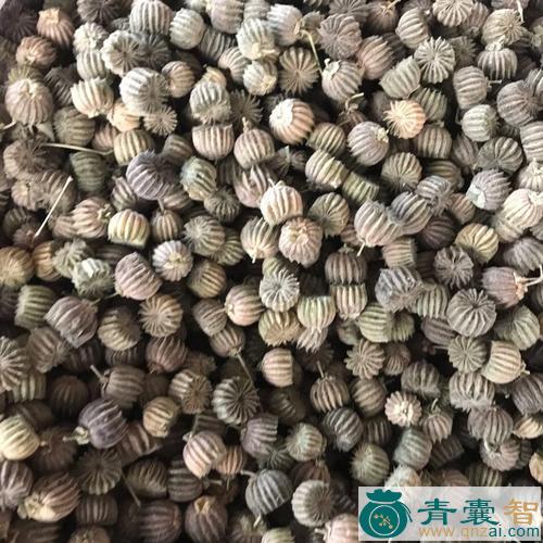 中药材磨盘公图片