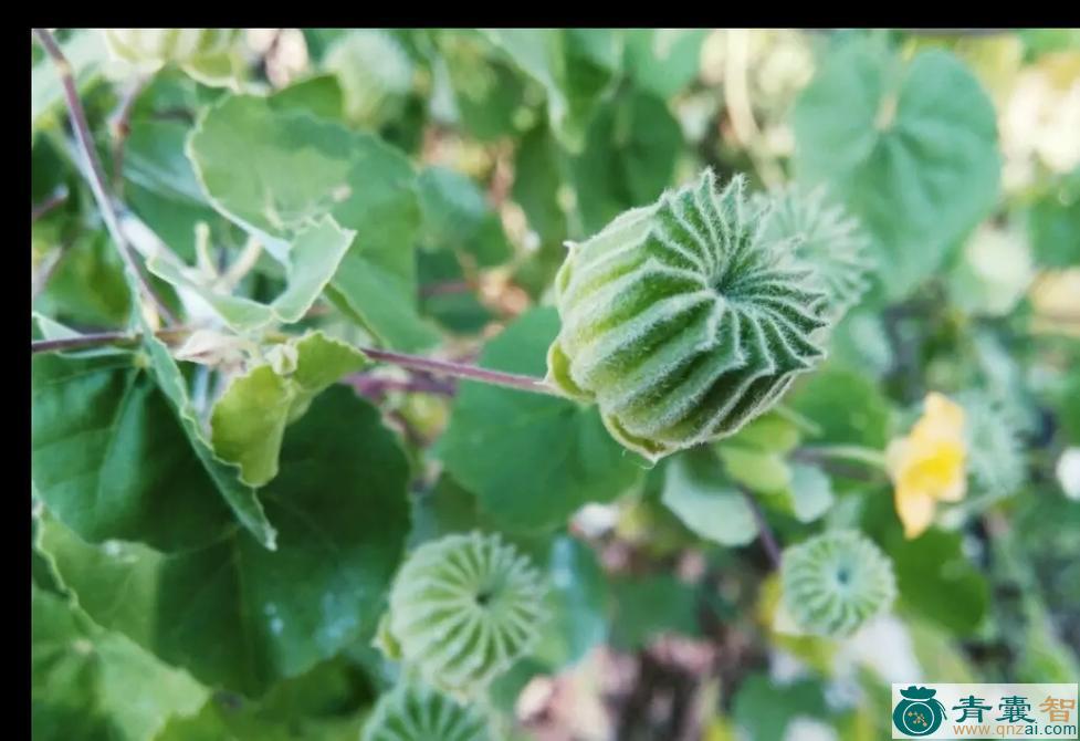 磨盘花的性状性味归经以及功效用法和注意事项-青囊智