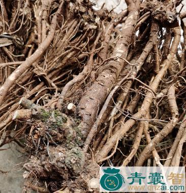 中药材磨石豆根图片