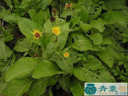 中药材祁木香图片