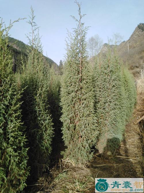 中药材祁连山圆柏图片
