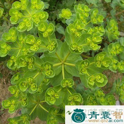 中药材神仙眼镜草图片
