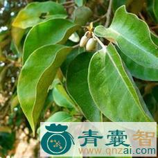 中药材福建胡颓子叶图片