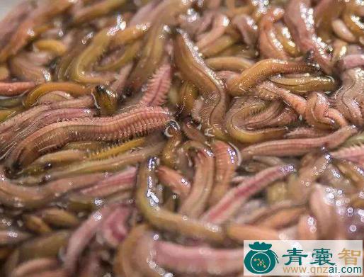 中药材禾虫图片