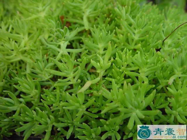 中药材禾雀蜊图片