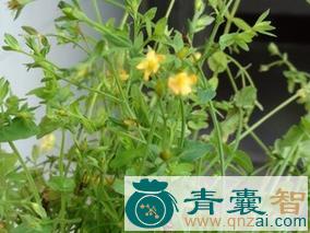 中药材禾霞气图片