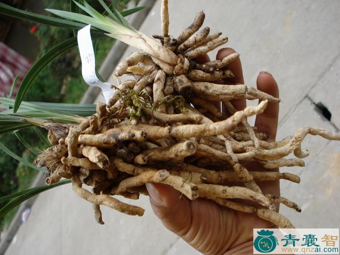 中药材秋兰图片